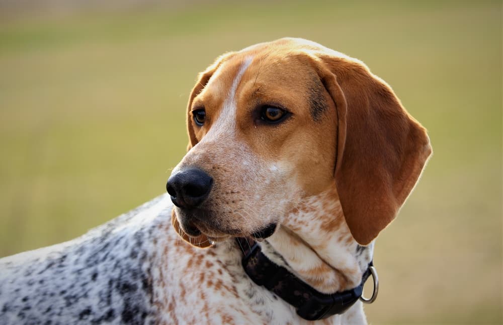 Secondary image of American English Coonhound dog breed