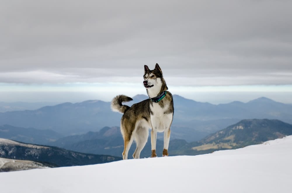 Secondary image of Siberian Husky dog breed