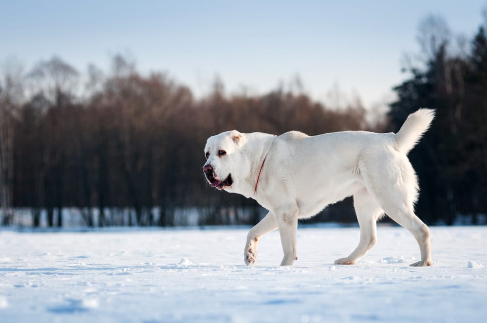 Secondary image of Central Asian Shepherd Dog dog breed