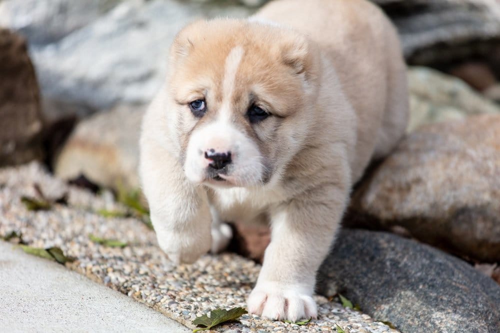 Secondary image of Central Asian Shepherd Dog dog breed