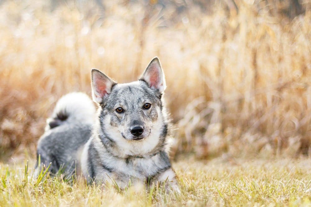 Secondary image of Swedish Vallhund dog breed