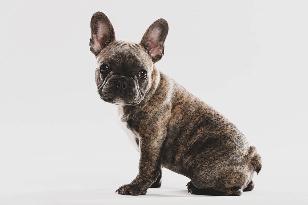 Secondary image of French Bulldog dog breed