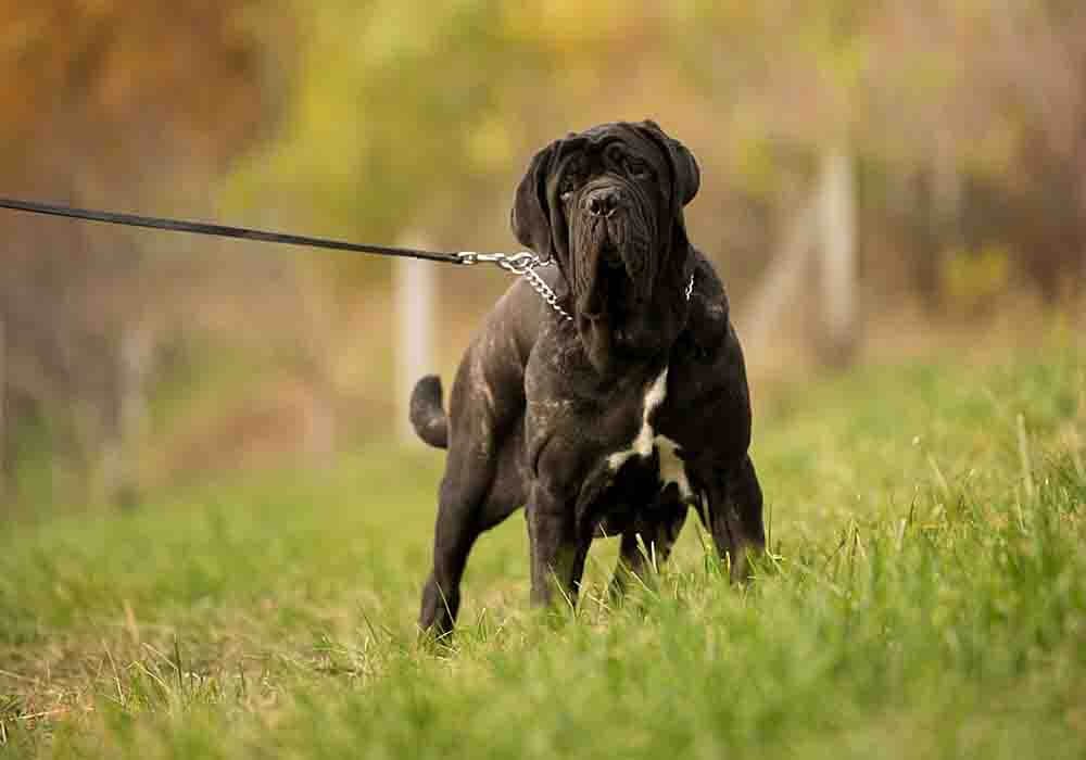 Secondary image of Neapolitan Mastiff dog breed