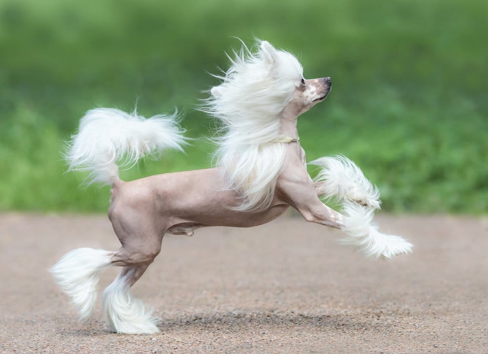 Secondary image of Chinese Crested dog breed