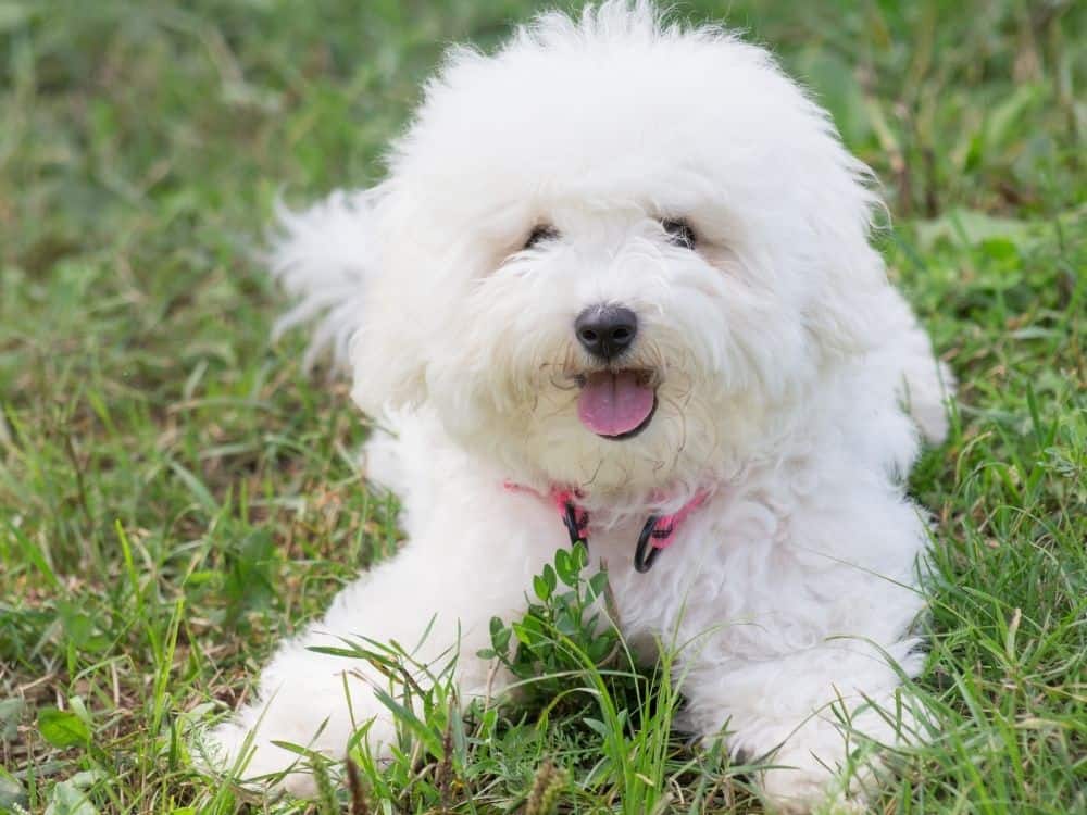 Secondary image of Bichon Frise dog breed