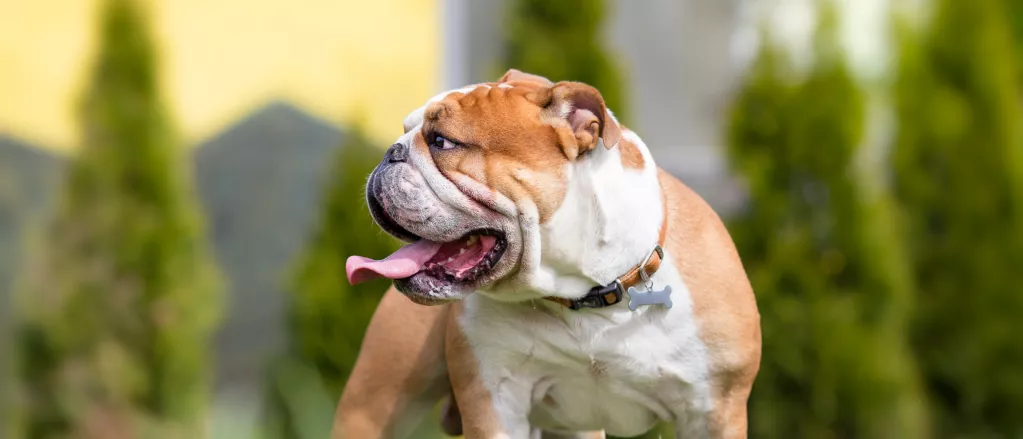 Secondary image of Bulldog dog breed