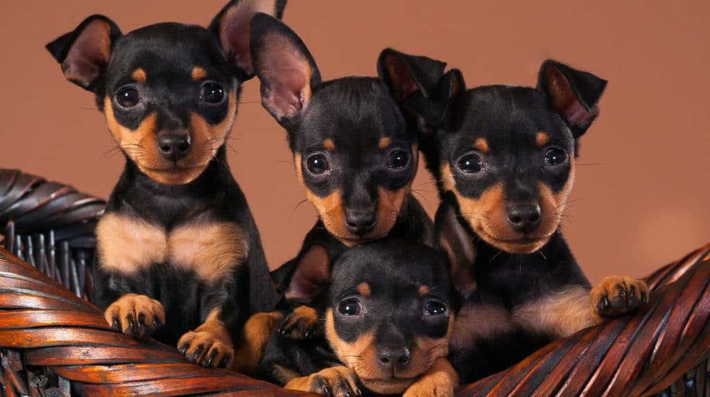 Secondary image of Miniature Pinscher dog breed