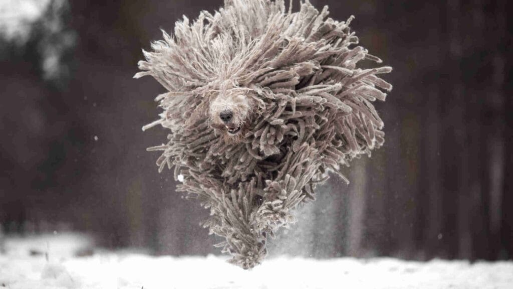 Secondary image of Komondor dog breed