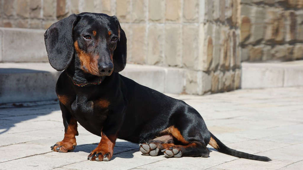 Secondary image of Dachshund dog breed