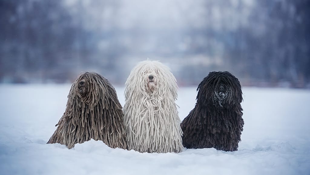 Secondary image of Puli dog breed