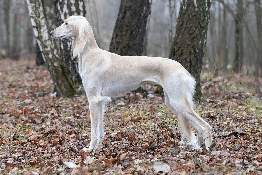 Secondary image of Saluki dog breed