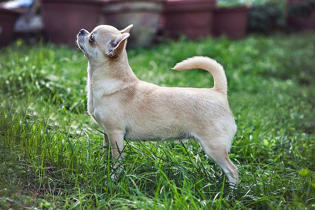 Secondary image of Chihuahua dog breed