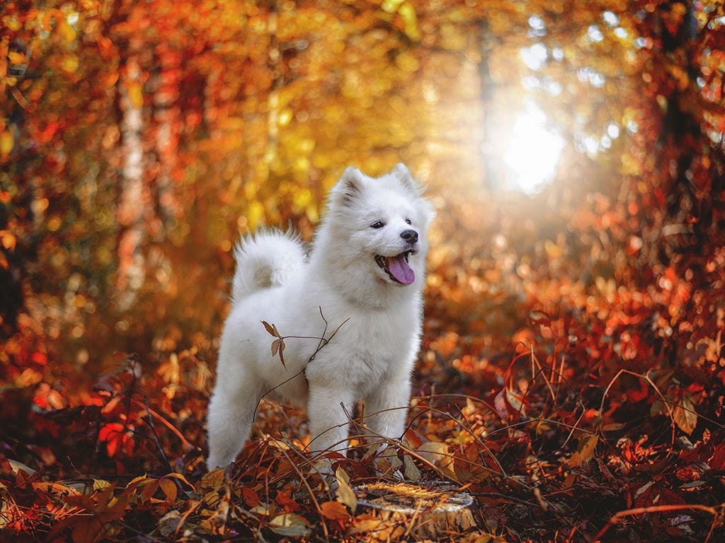 Secondary image of Samoyed dog breed