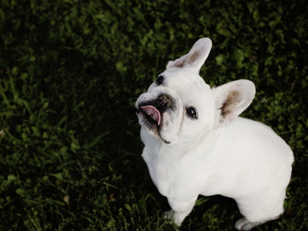 Secondary image of French Bulldog dog breed