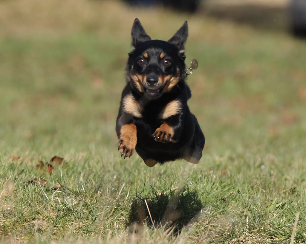 Secondary image of Lancashire Heeler dog breed