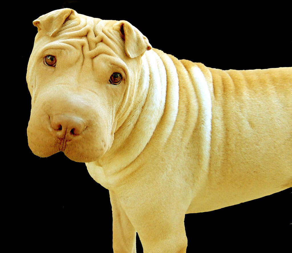 Secondary image of Chinese Shar-Pei dog breed