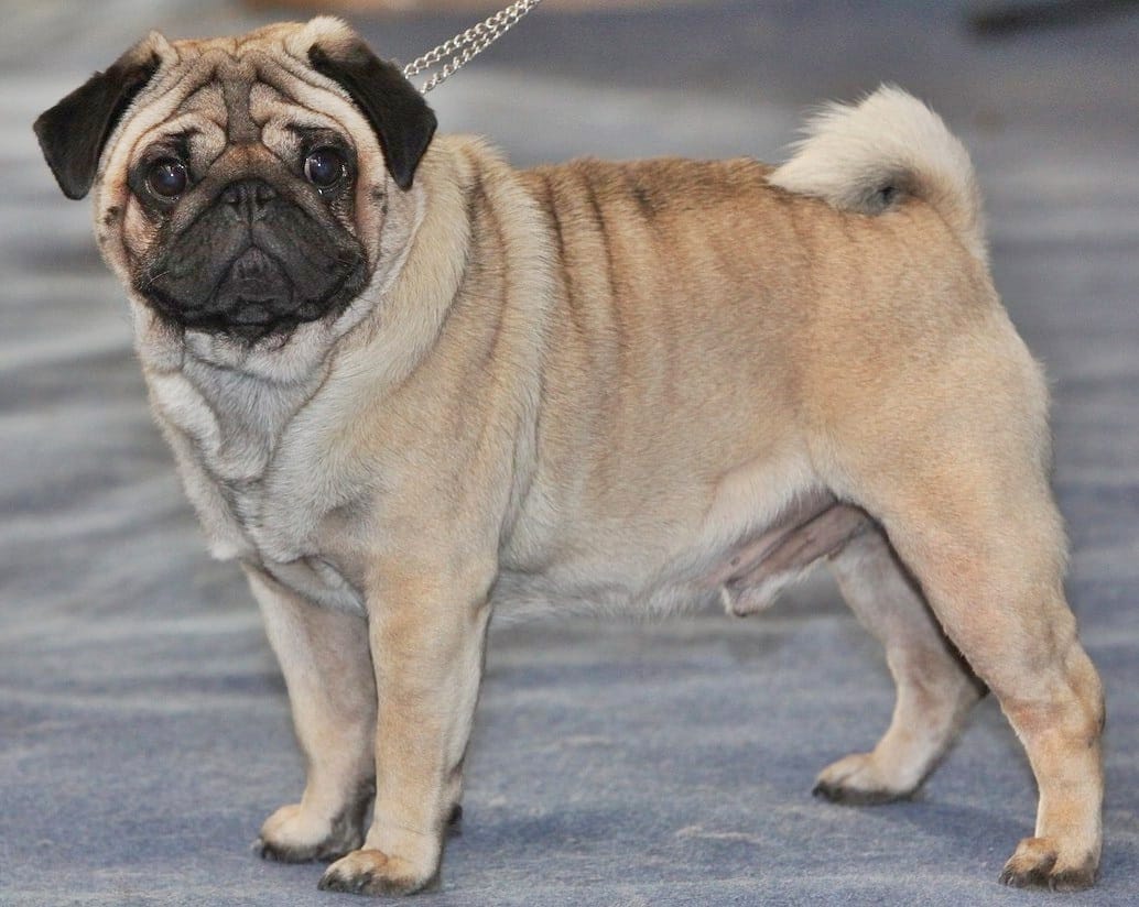 Secondary image of Pug dog breed