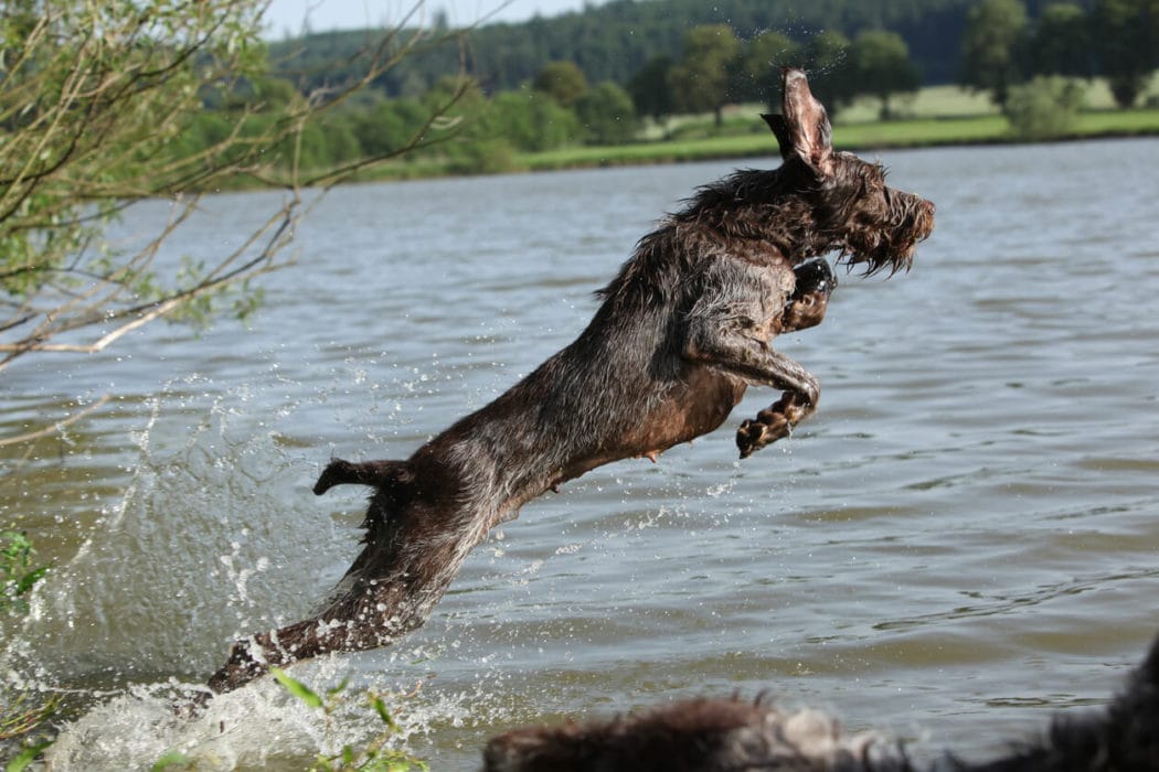 Secondary image of Spinone Italiano dog breed