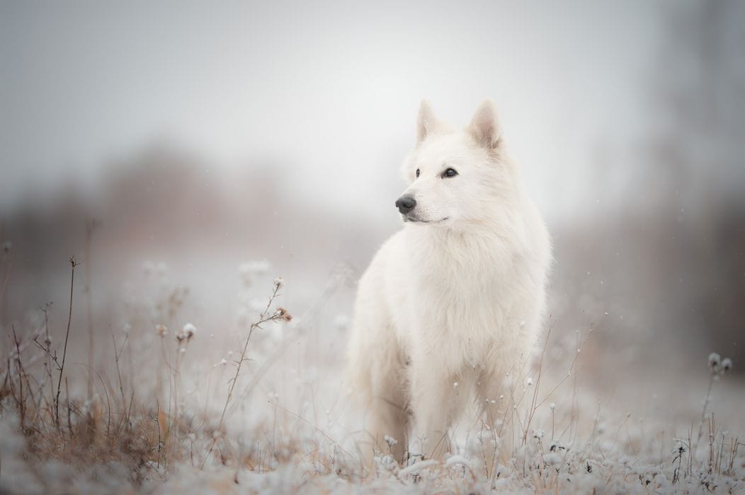 Secondary image of White Shepherd dog breed