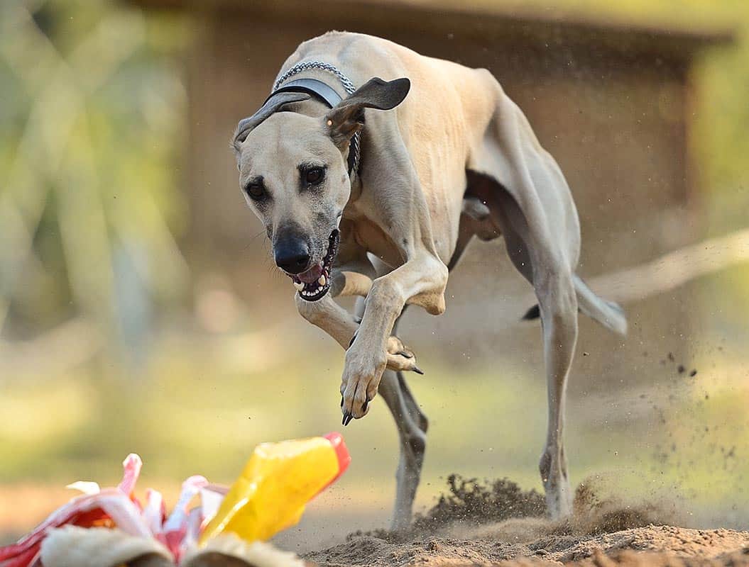 Secondary image of Sloughi dog breed