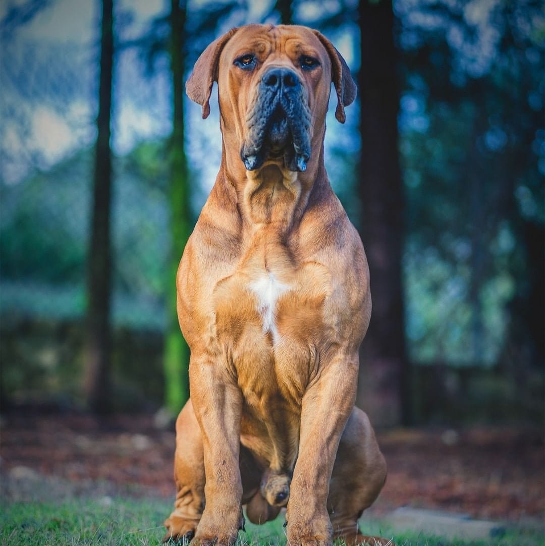 Secondary image of Boerboel dog breed