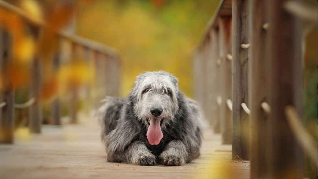 Secondary image of Irish Wolfhound dog breed