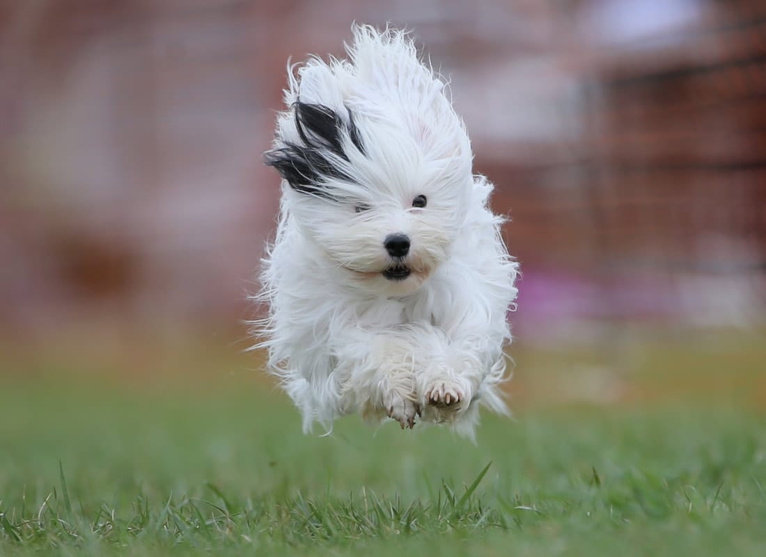 Secondary image of Lowchen dog breed