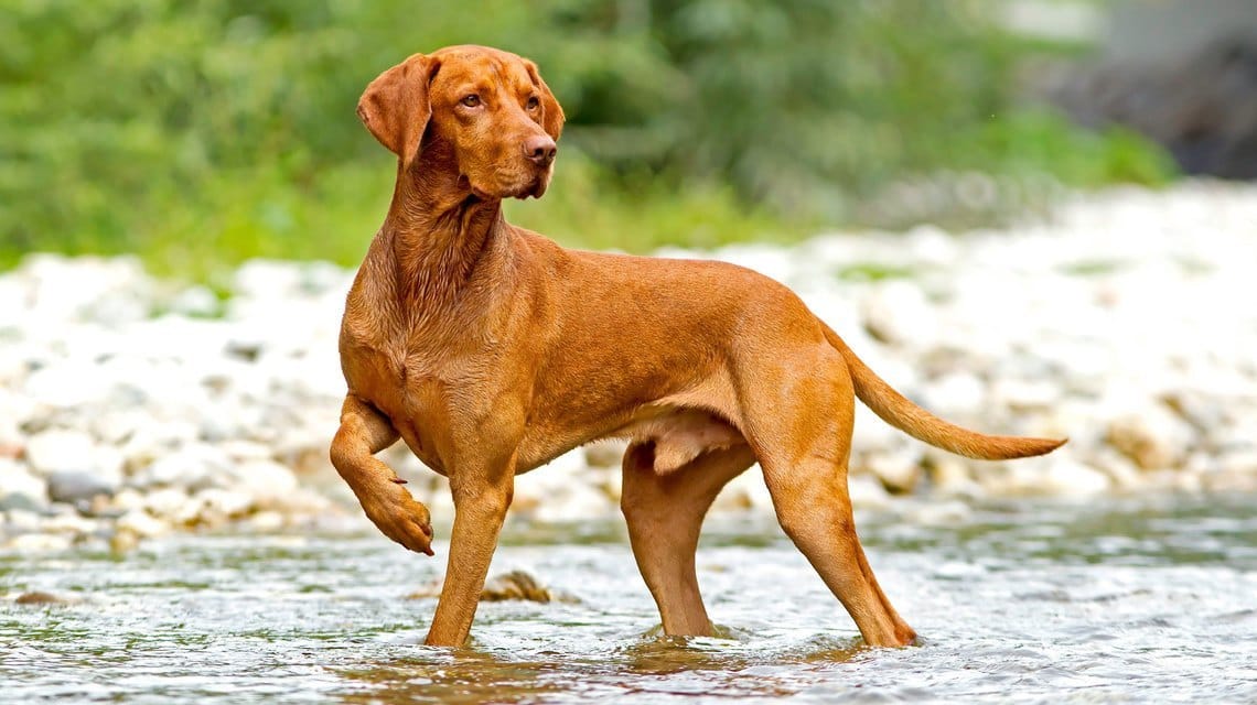 Secondary image of Vizsla dog breed