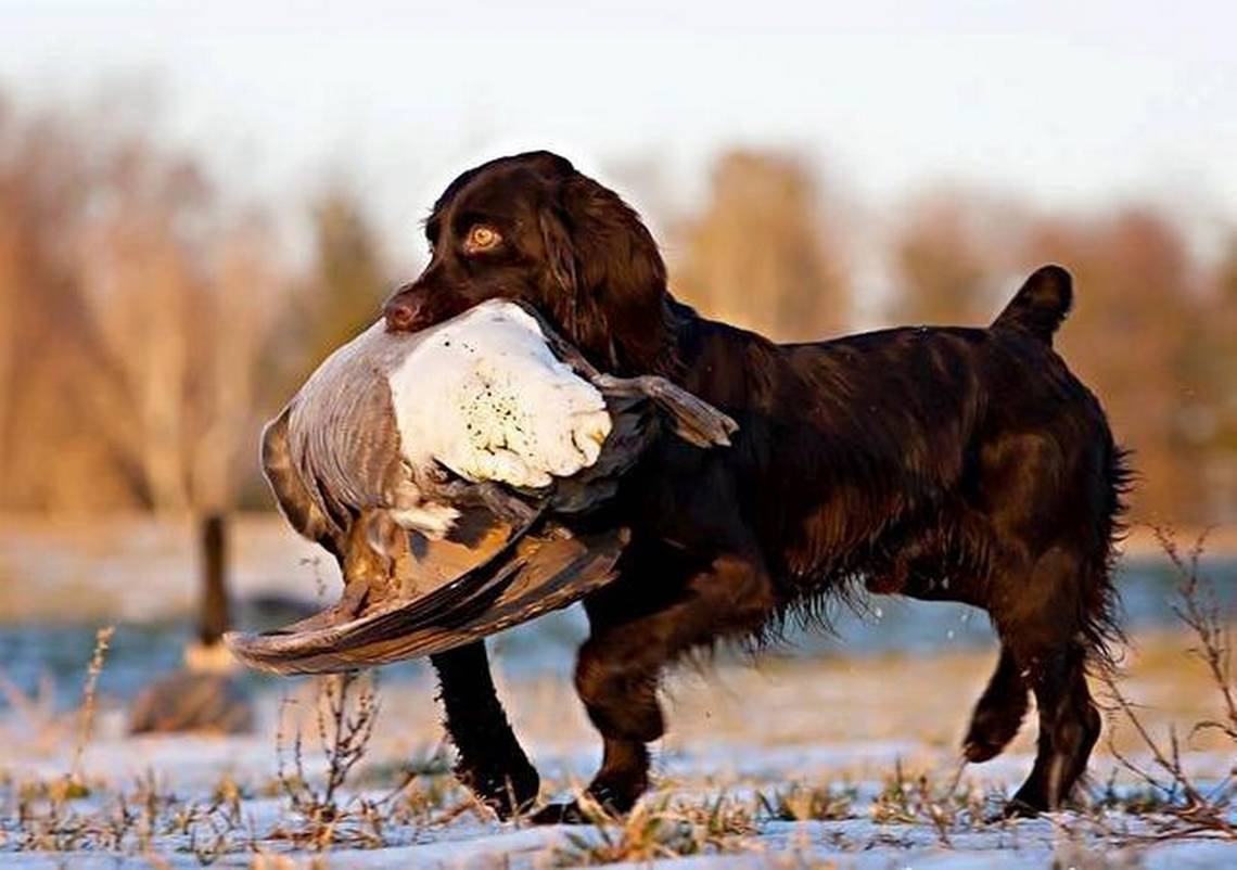 Secondary image of Boykin Spaniel dog breed