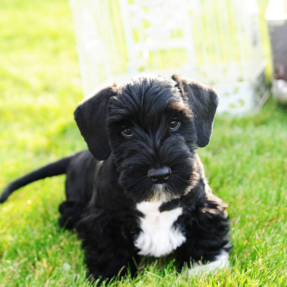 Secondary image of Cesky Terrier dog breed