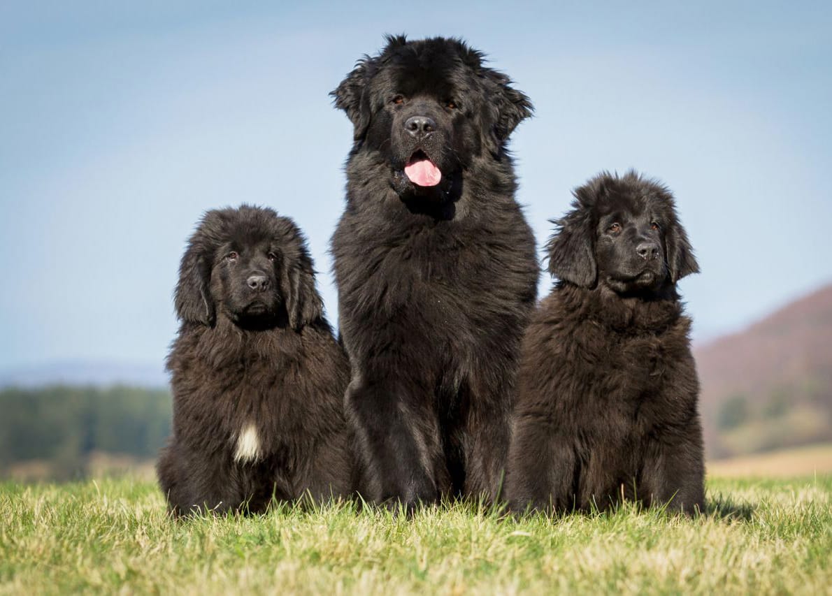 Secondary image of Newfoundland dog breed