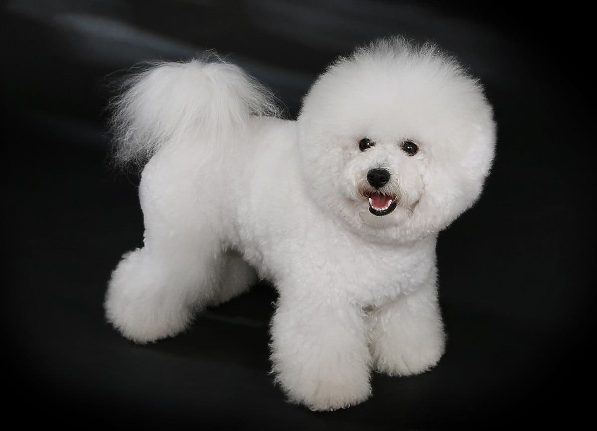 Secondary image of Bichon Frise dog breed