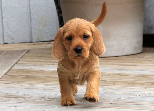 Secondary image of Basset Fauve De Bretagne dog breed