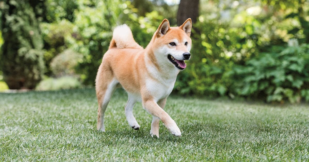 Secondary image of Shiba Inu dog breed