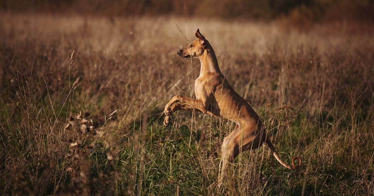 Secondary image of Sloughi dog breed