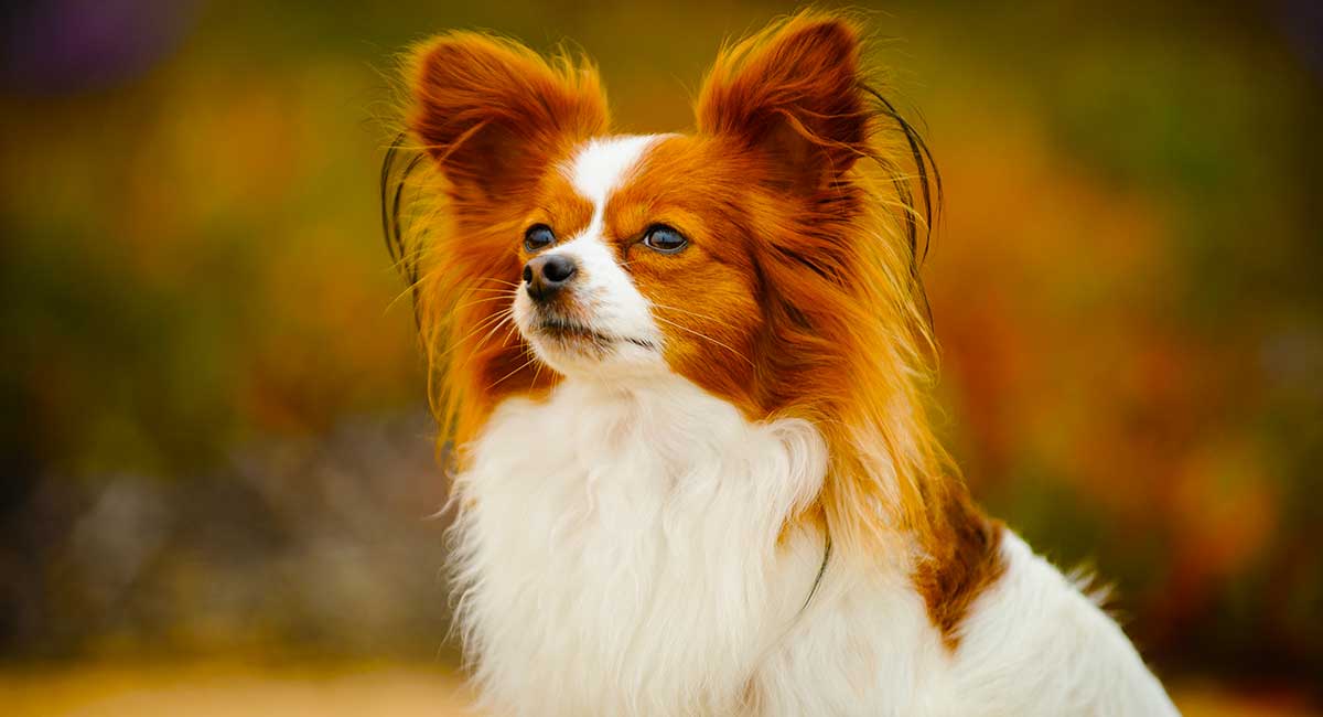 Secondary image of Papillon dog breed