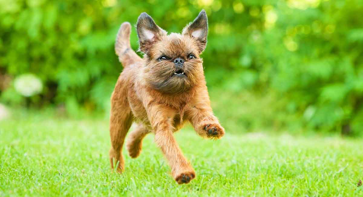 Secondary image of Brussels Griffon dog breed