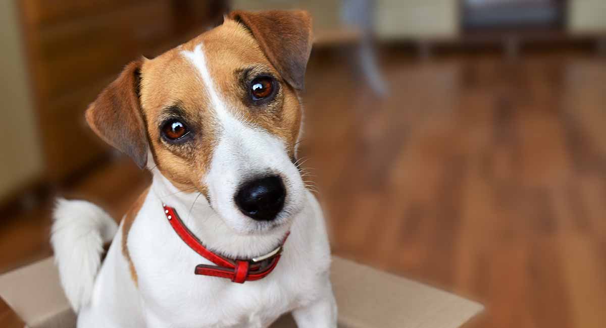 Secondary image of Jack Russell Terrier dog breed