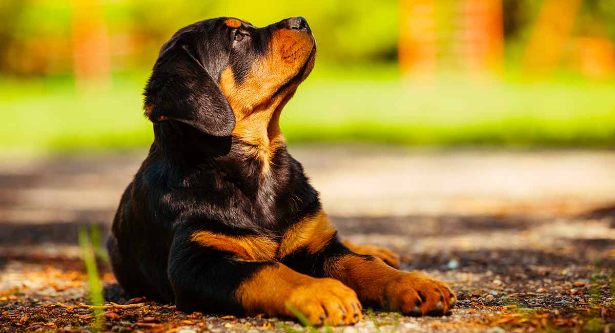 Secondary image of Rottweiler dog breed