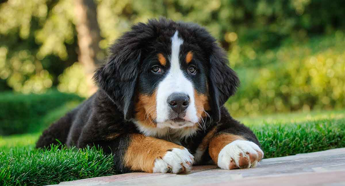 Secondary image of Bernese Mountain Dog dog breed