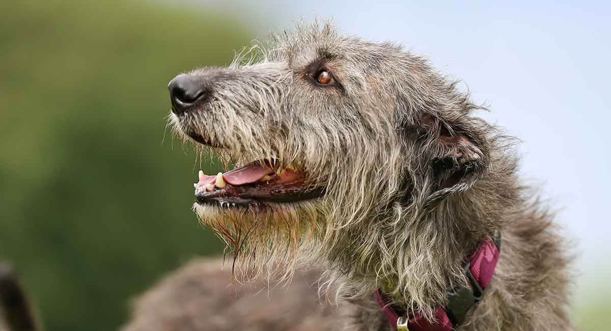 Secondary image of Irish Wolfhound dog breed