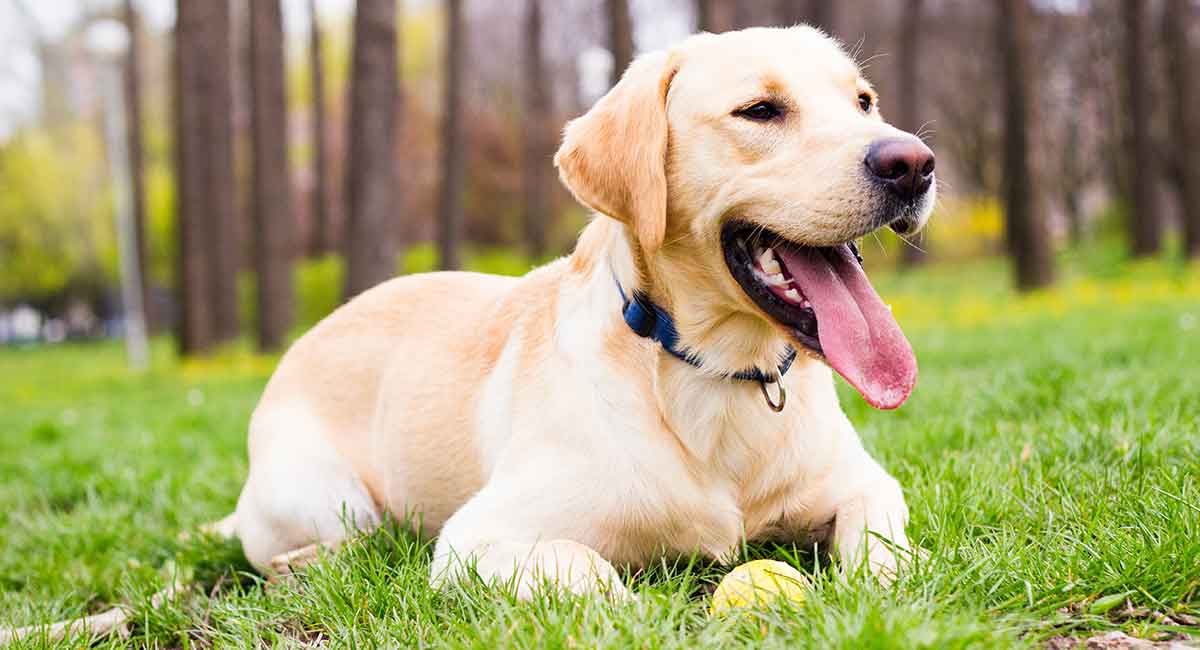 Secondary image of Labrador Retriever dog breed