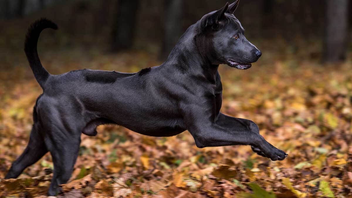 Secondary image of Thai Ridgeback dog breed