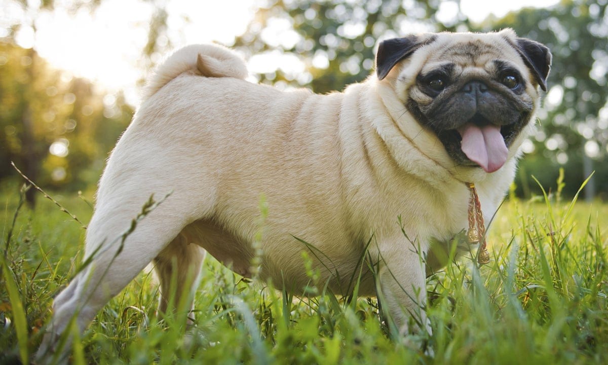 Secondary image of Pug dog breed