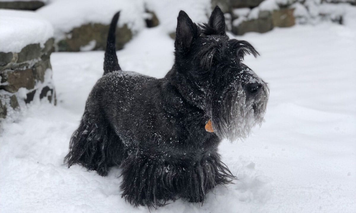 Secondary image of Scottish Terrier dog breed