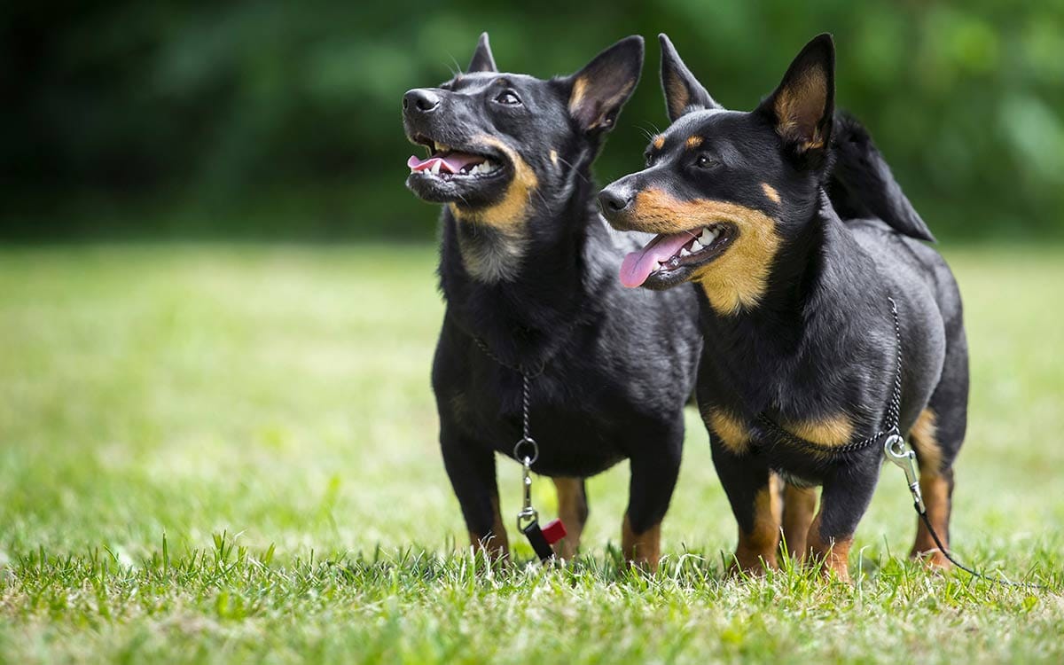 Secondary image of Lancashire Heeler dog breed