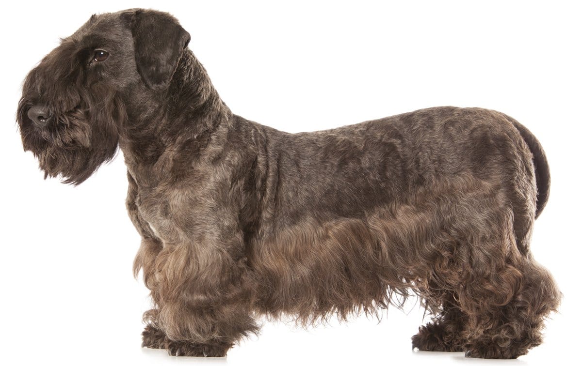 Secondary image of Cesky Terrier dog breed