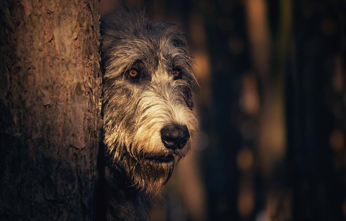 Secondary image of Irish Wolfhound dog breed