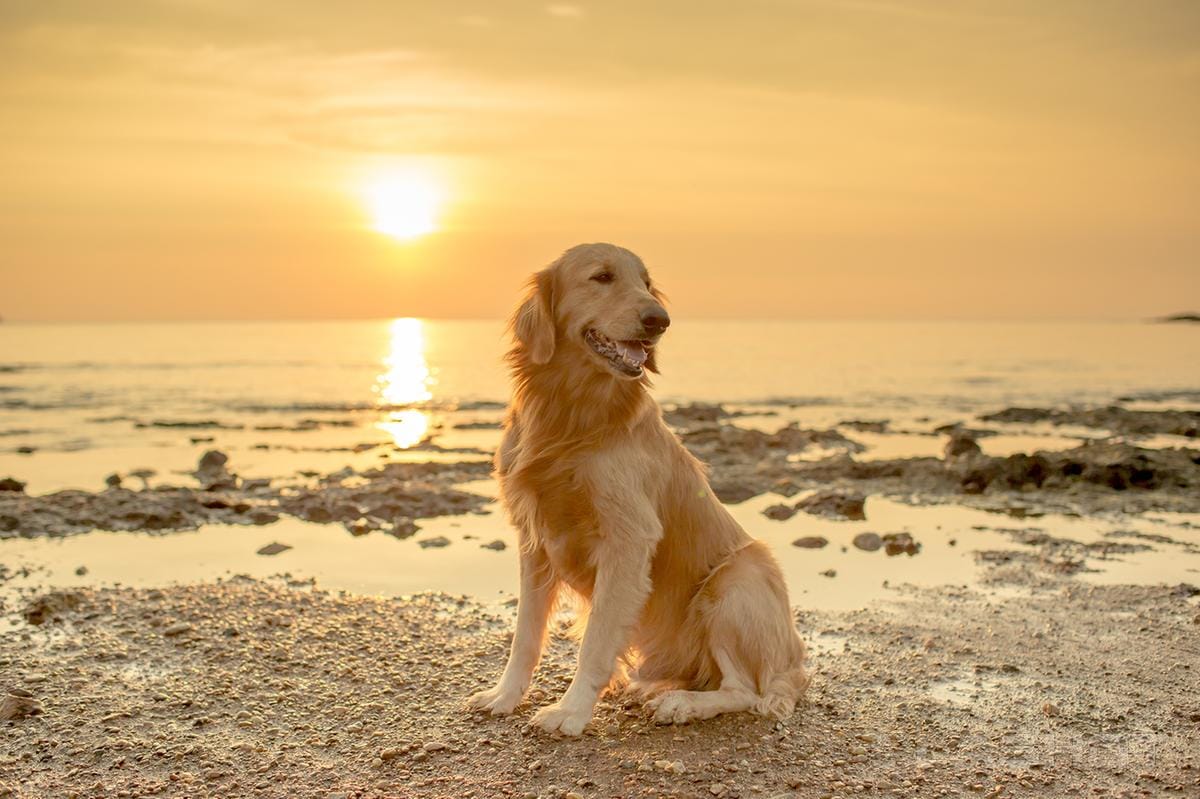 Secondary image of Golden Retriever dog breed