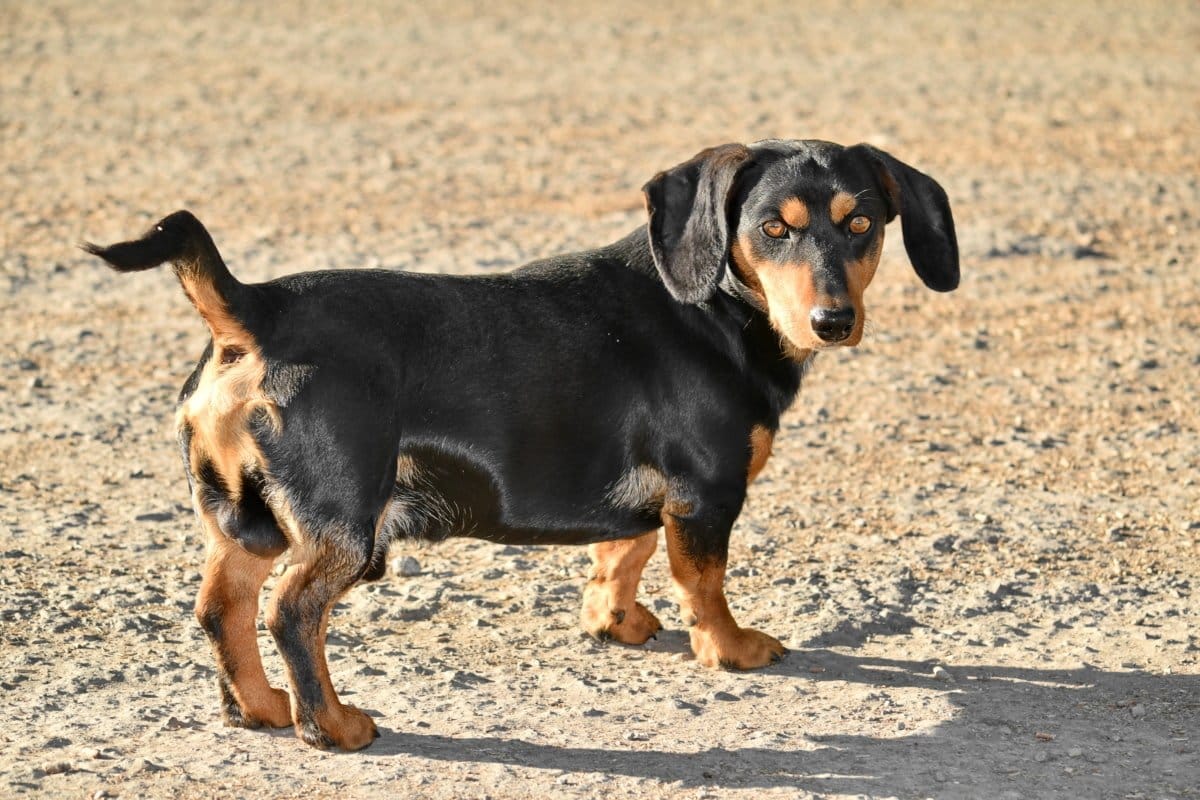 Secondary image of Dachshund dog breed